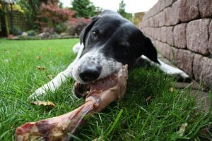 Dog Nutrition 101 What Do Dogs Eat