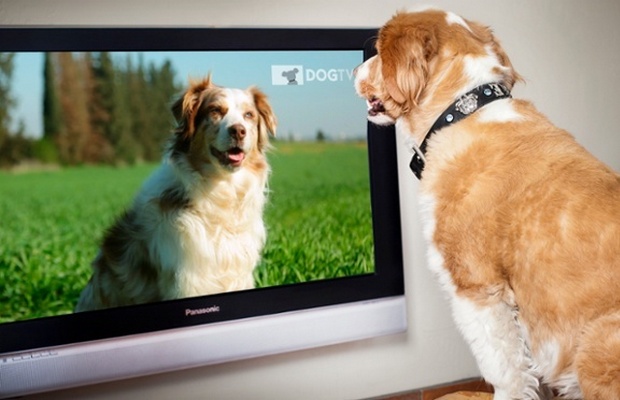 DogTV Helps Relieve Separation Anxiety in Dogs