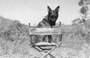 Dogs that are the Biggest Movie Stars