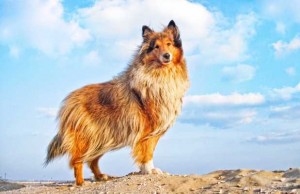 Dogs that are the Biggest Movie Stars