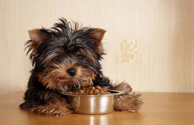 Entrepreneur Starts Natural Pet Food Supplement Business