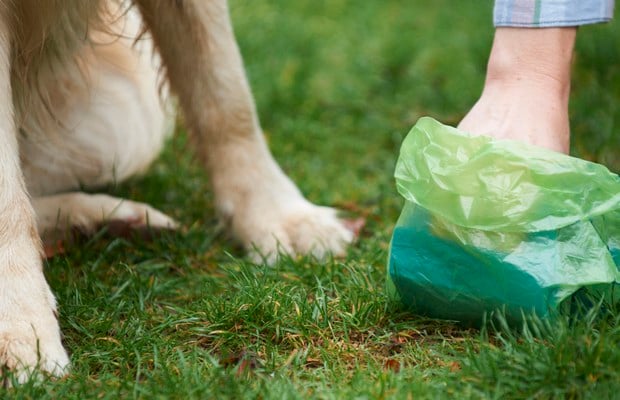 Government Says Dog Waste Bags Aren't as Green as Advertised