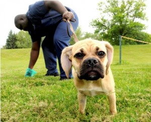 Government Says Dog Waste Bags Aren't as Green as Advertised