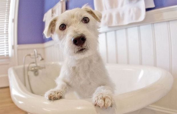 Groomer Brings Posh Treatments to Pets in North Carolina