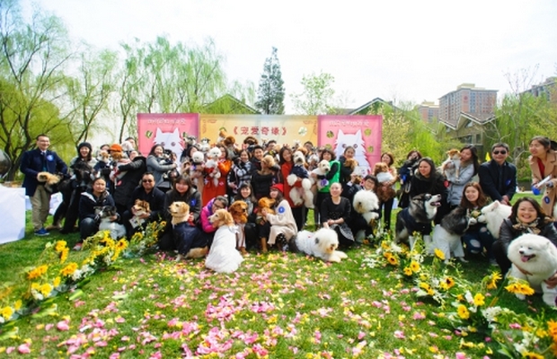 Growth of Pet Industry in China Proven By Largest Dog Wedding Ever