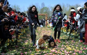 Growth of Pet Industry in China Proven By Largest Dog Wedding Ever