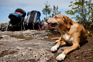 Hiking With a Dog Here's What You Need to Know