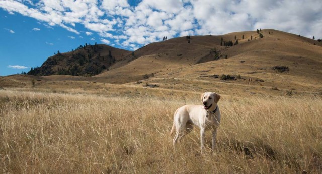 Hiking With a Dog Here's What You Need to Know