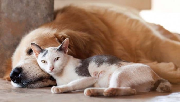 How to Adopt a Dog if You Already Have a Cat