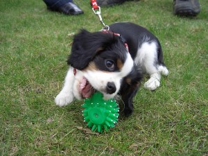 How to Choose the Right Dog Toys by Age