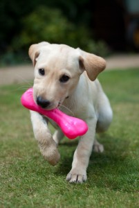 How to Choose the Right Dog Toys by Age