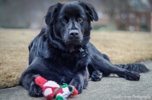 How to Choose the Right Dog Toys by Age