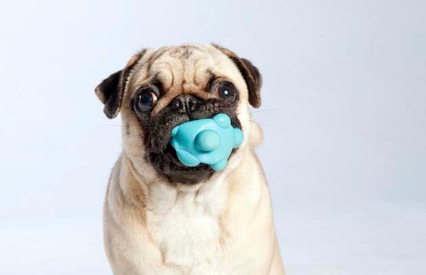 How to Choose the Right Dog Toys by Age