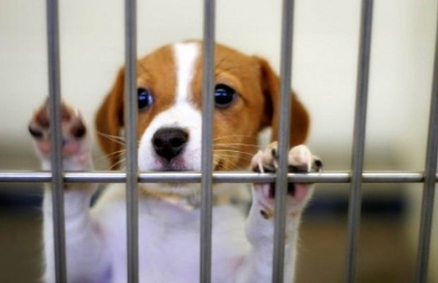 Illinois Lawmakers Considering New Rules for Pet Shops to Help Stop Puppy Mills