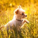 Interesting Dog Facts for Kids on Dog Behavior