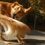 Interesting Dog Facts for Kids on Dog Behavior