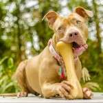 Interesting Dog Facts for Kids on Dog Behavior