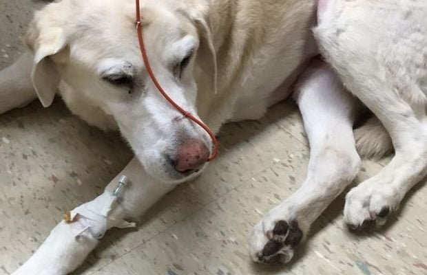 KONG Toy Blamed for This Dog's Illness