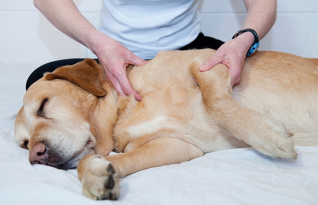 Massage Therapy Helping Dogs in Connecticut