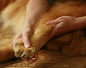 Massage Therapy Helping Dogs in Connecticut