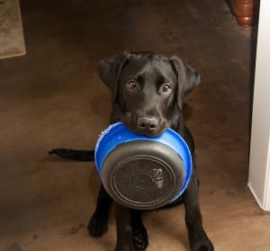 Must Have Dog Supplies Every Dog Owner Should Have