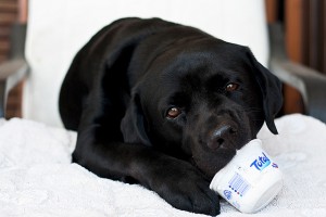 Must Have Dog Supplies Every Dog Owner Should Have