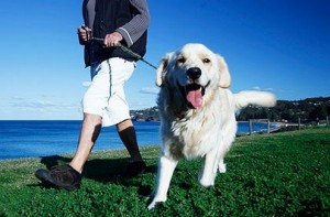 New App Pairs Dog Walkers with Dogs