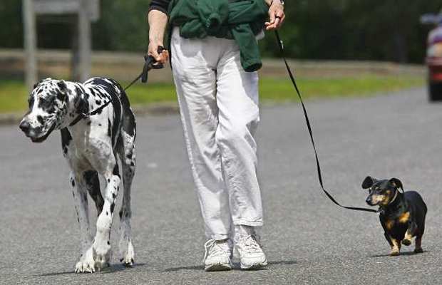 New App Pairs Dog Walkers with Dogs