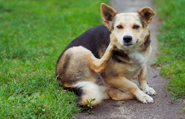 New App for iPhone Helps Dog Owners Care for Itchy Pets