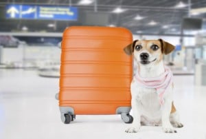 New Device Lets Dog Owners Monitor Their Pets During Flights