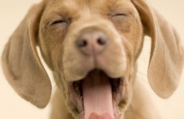 New Dog Food Company Releases Biscuit That Cleans Teeth and Reduces Bad Breath