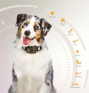 New Technology Helps Us Understand What Dogs Are Trying to Tell Us