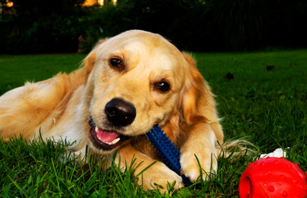 Nylabone Recalls Dog Chews For Possible Salmonella Threat