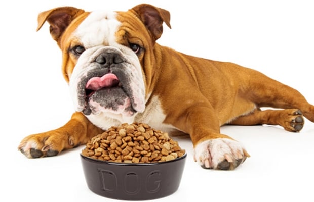 Pet Food Market is Being Taken Over By Human Food Companies