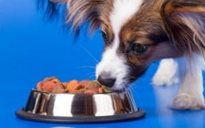 Pet Food Market is Being Taken Over By Human Food Companies