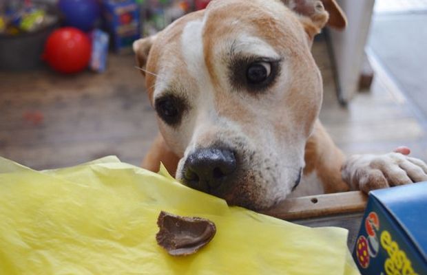 Pet Shop in England Markets Chocolate for Dogs