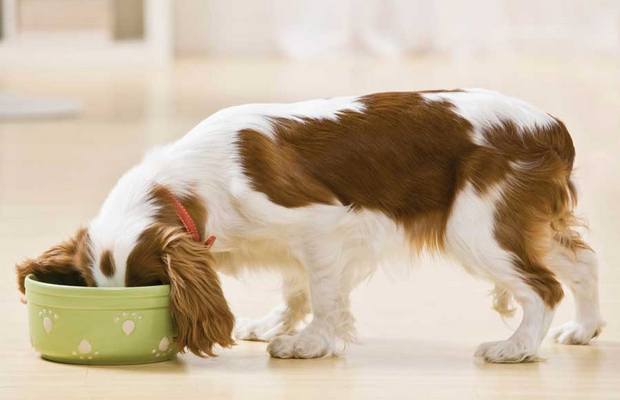 Petbrosia Launches Site That Customizes Dog Food