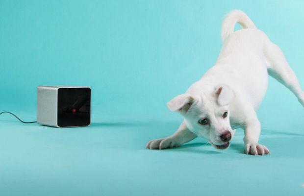 Petcube Lets Dog Owners Interact With Their Pets Remotely