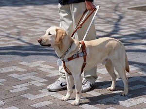 Petition is Circling to Crack Down on Fake Service Dog Products