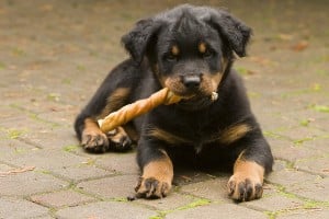 Puppy Training 101 - Obedience Training for Puppies