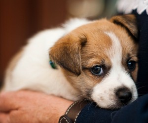 Puppy Training 101 - Obedience Training for Puppies