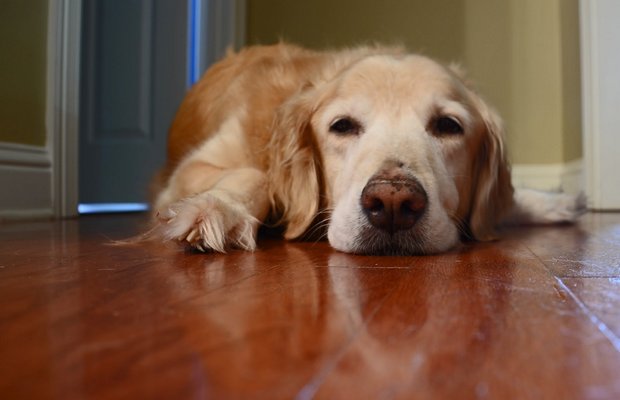 Sick Pets Can Get a Virtual Vet Visit With the Help of This Nashville Start-up