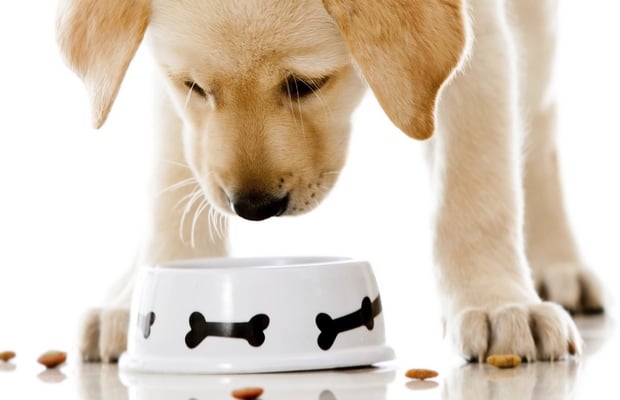 Small Pet Food Manufacturer in Texas Ships All Around the World