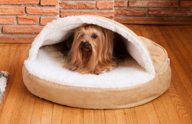 Small Startup Transforms Into Multi-Million-Dollar Pet Buisness