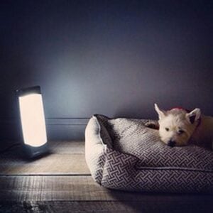 Sol Box Helps Dogs Who Suffer From Seasonal Affective Disorder