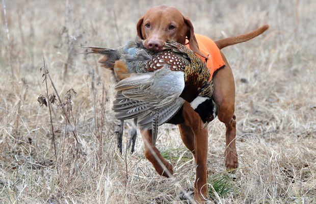 Struggling Garmin May Be Saved By Dogs