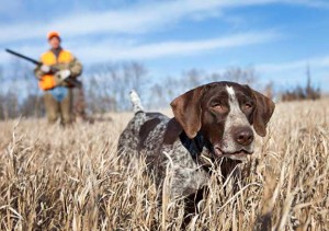 Struggling Garmin May Be Saved By Dogs