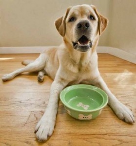 Study Shows Many Pet Foods Contain Unlabeled Animal Parts