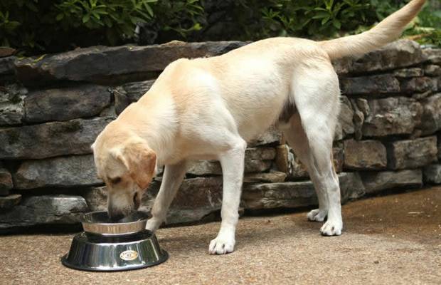 Study Shows Many Pet Foods Contain Unlabeled Animal Parts