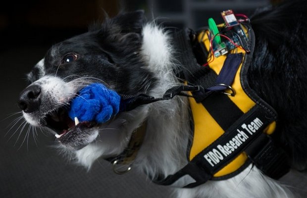 Technologically Advanced Vest Gives Service Dogs an Upgrade